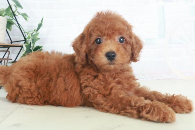 広島県のトイプードル(トイ) (Coo&RIKU東広島店/2025年8月9日生まれ/男の子/レッド)の子犬の2枚目の画像