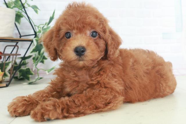 広島県のトイプードル(トイ) (Coo&RIKU東広島店/2025年8月9日生まれ/男の子/レッド)の子犬の3枚目の画像