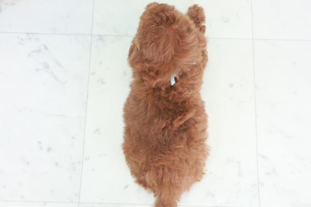 広島県のトイプードル(トイ) (Coo&RIKU東広島店/2025年8月9日生まれ/男の子/レッド)の子犬の4枚目の画像