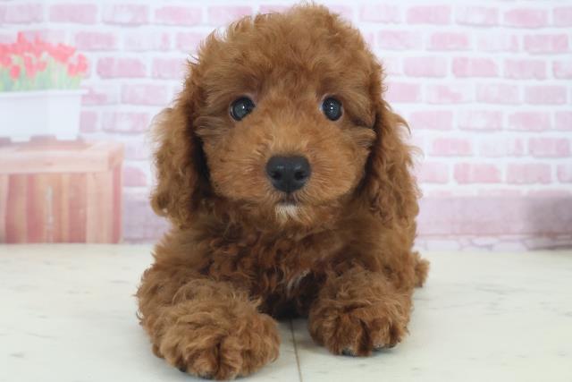 広島県のトイプードル(トイ) (Coo&RIKUゆめタウン大竹店/2025年8月9日生まれ/男の子/レッド)の子犬の1枚目の画像