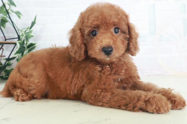 広島県のトイプードル(トイ) (Coo&RIKUゆめタウン大竹店/2025年8月9日生まれ/男の子/レッド)の子犬の2枚目の画像
