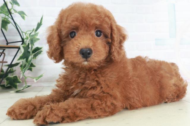 広島県のトイプードル(トイ) (Coo&RIKUゆめタウン大竹店/2025年8月9日生まれ/男の子/レッド)の子犬の3枚目の画像