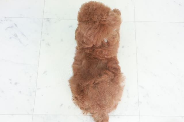 広島県のトイプードル(トイ) (Coo&RIKUゆめタウン大竹店/2025年8月9日生まれ/男の子/レッド)の子犬の4枚目の画像