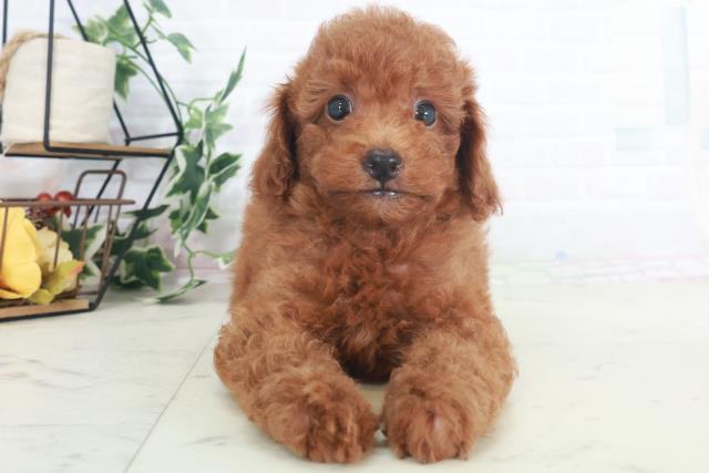 愛媛県のトイプードル(トイ) (Coo&RIKU愛媛松山店/2025年8月9日生まれ/男の子/レッド)の子犬の1枚目の画像