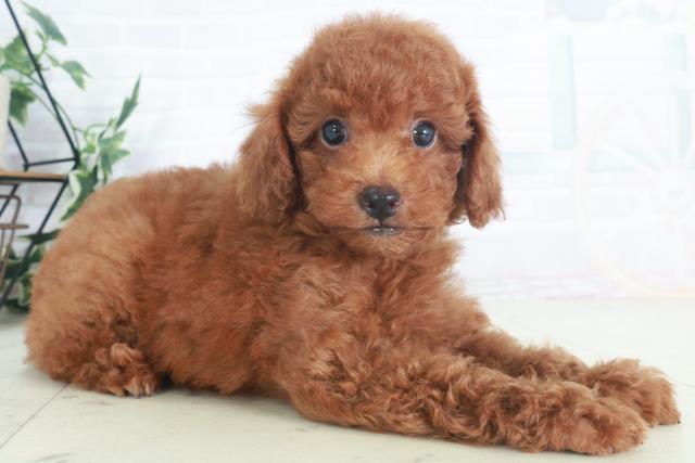 愛媛県のトイプードル(トイ) (Coo&RIKU愛媛松山店/2025年8月9日生まれ/男の子/レッド)の子犬の2枚目の画像