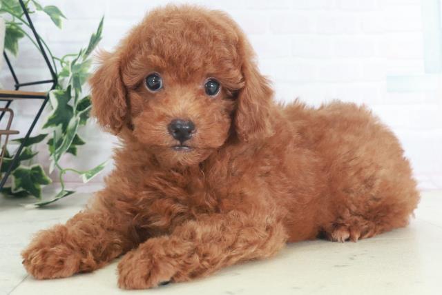 愛媛県のトイプードル(トイ) (Coo&RIKU愛媛松山店/2025年8月9日生まれ/男の子/レッド)の子犬の3枚目の画像