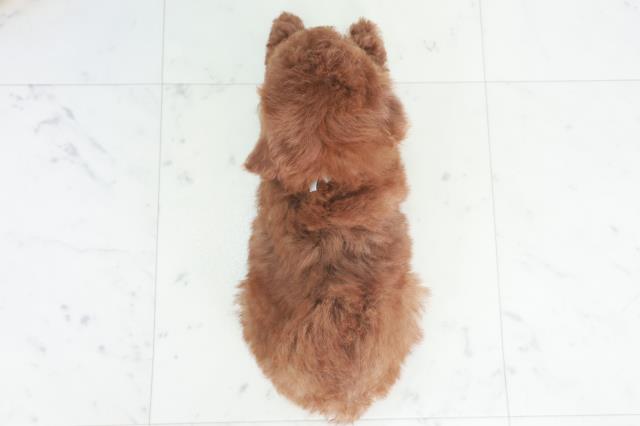 愛媛県のトイプードル(トイ) (Coo&RIKU愛媛松山店/2025年8月9日生まれ/男の子/レッド)の子犬の4枚目の画像