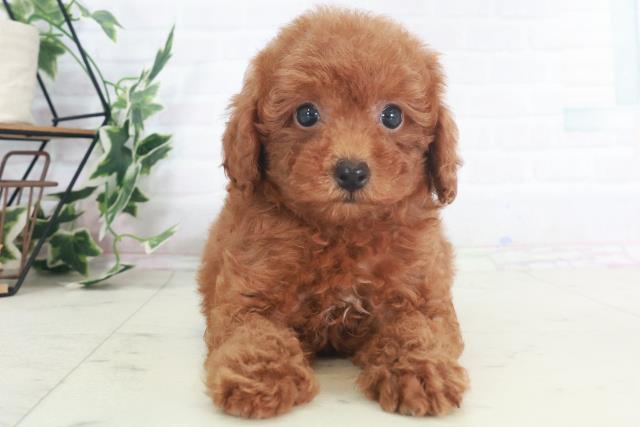 広島県のトイプードル(トイ) (Coo&RIKU東広島店/2025年8月9日生まれ/女の子/レッド)の子犬の1枚目の画像