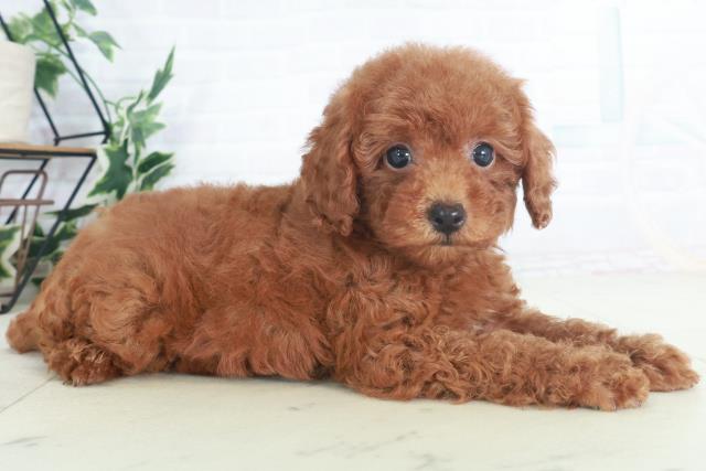 広島県のトイプードル(トイ) (Coo&RIKU東広島店/2025年8月9日生まれ/女の子/レッド)の子犬の2枚目の画像