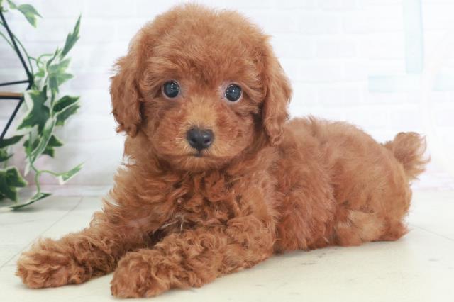 広島県のトイプードル(トイ) (Coo&RIKU東広島店/2025年8月9日生まれ/女の子/レッド)の子犬の3枚目の画像