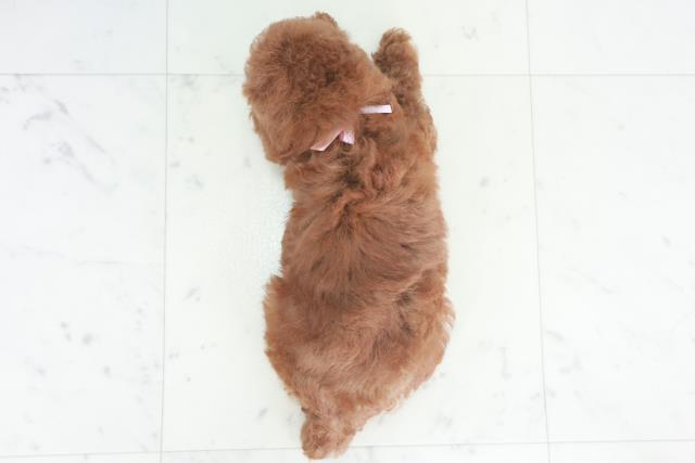 広島県のトイプードル(トイ) (Coo&RIKU東広島店/2025年8月9日生まれ/女の子/レッド)の子犬の4枚目の画像