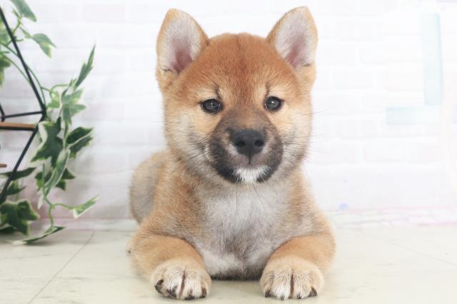 柴犬