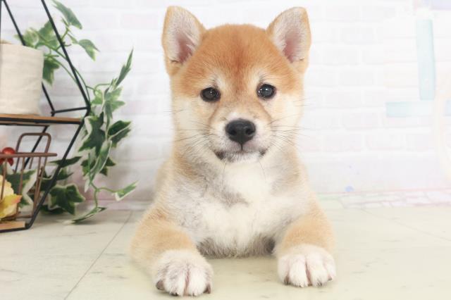 福岡県の柴犬(標準サイズ) (Coo&RIKU黒崎店/2025年8月9日生まれ/男の子/赤)の子犬の1枚目の画像