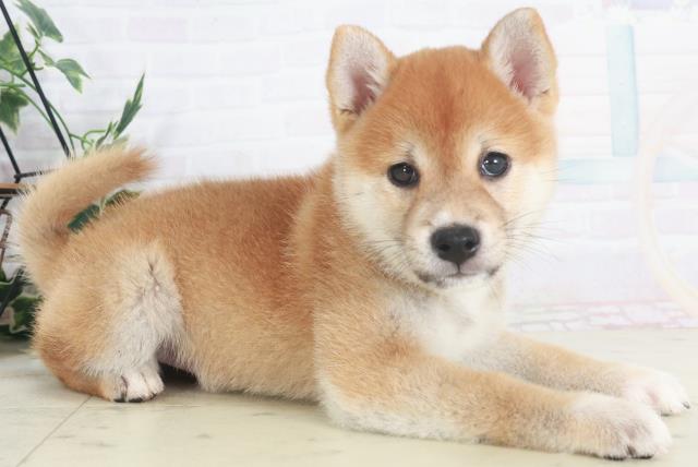 福岡県の柴犬(標準サイズ) (Coo&RIKU黒崎店/2025年8月9日生まれ/男の子/赤)の子犬の2枚目の画像