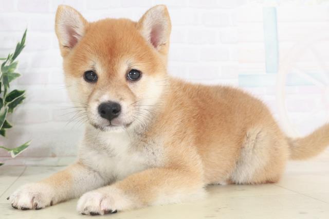 福岡県の柴犬(標準サイズ) (Coo&RIKU黒崎店/2025年8月9日生まれ/男の子/赤)の子犬の3枚目の画像