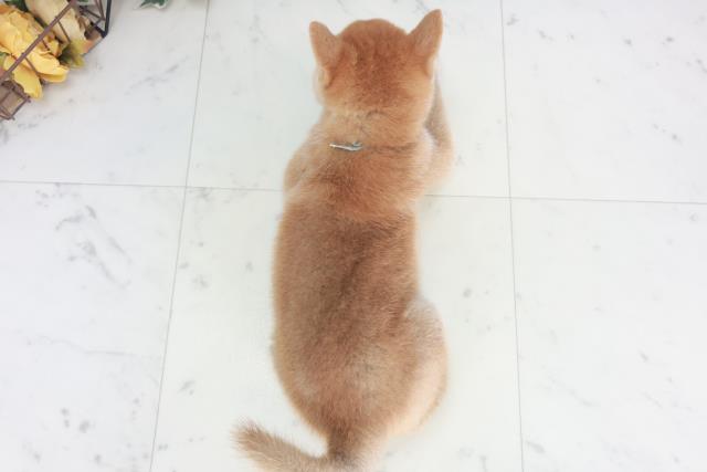 福岡県の柴犬(標準サイズ) (Coo&RIKU黒崎店/2025年8月9日生まれ/男の子/赤)の子犬の4枚目の画像