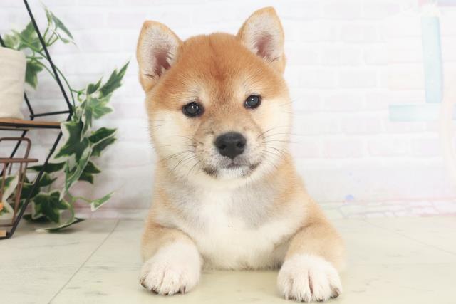 めだかさん専用出品　柴犬4袋 大きめトートバッグ 柴犬 キャラクター 豆しば しばっころ