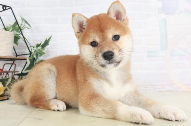 長崎県の柴犬(標準サイズ) (Coo&RIKU長崎佐世保店/2025年8月9日生まれ/女の子/赤)の子犬の2枚目の画像