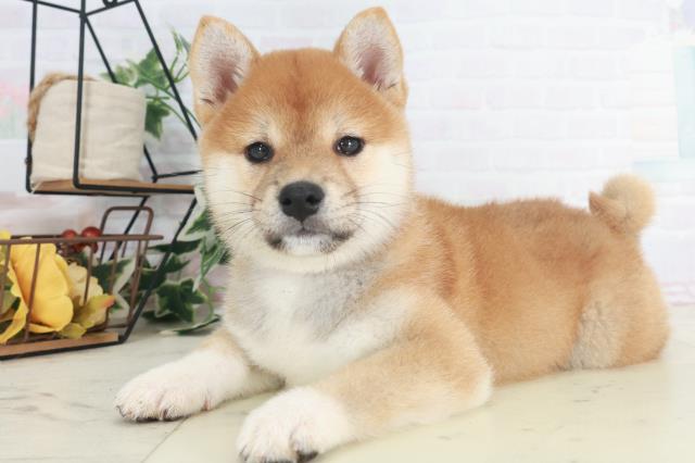 長崎県の柴犬(標準サイズ) (Coo&RIKU長崎佐世保店/2025年8月9日生まれ/女の子/赤)の子犬の3枚目の画像