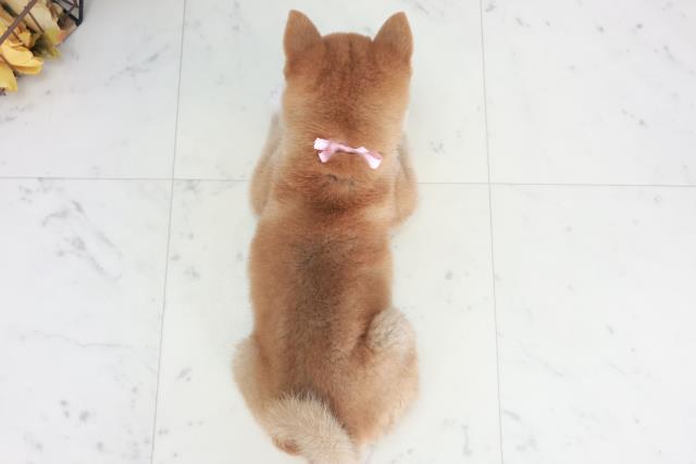 長崎県の柴犬(標準サイズ) (Coo&RIKU長崎佐世保店/2025年8月9日生まれ/女の子/赤)の子犬の4枚目の画像