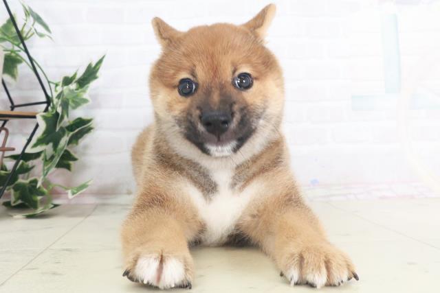 豆柴