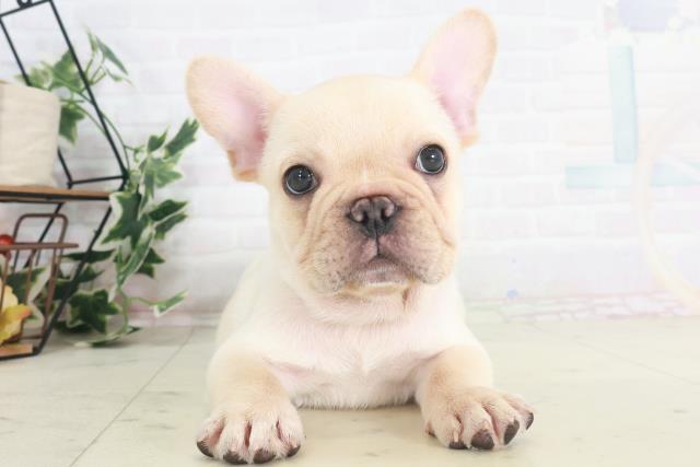 大阪府のフレンチブルドッグ (Coo&RIKU枚方店/2025年8月10日生まれ/男の子/クリーム)の子犬の1枚目の画像