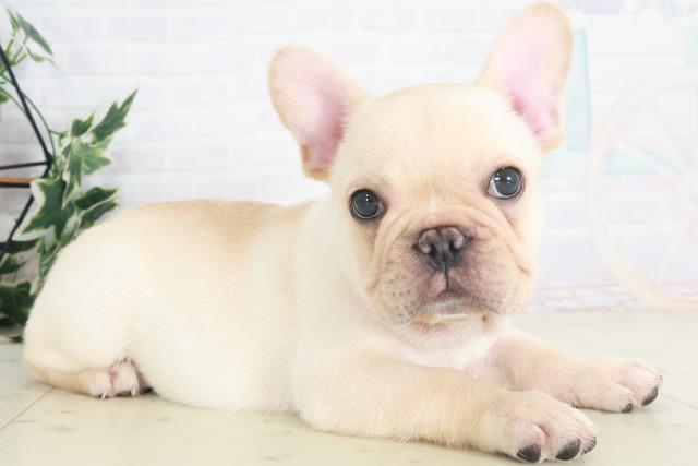 大阪府のフレンチブルドッグ (Coo&RIKU枚方店/2025年8月10日生まれ/男の子/クリーム)の子犬の2枚目の画像