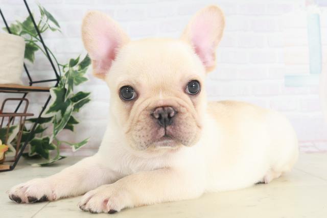 大阪府のフレンチブルドッグ (Coo&RIKU枚方店/2025年8月10日生まれ/男の子/クリーム)の子犬の3枚目の画像