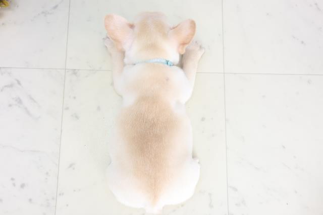 大阪府のフレンチブルドッグ (Coo&RIKU枚方店/2025年8月10日生まれ/男の子/クリーム)の子犬の4枚目の画像