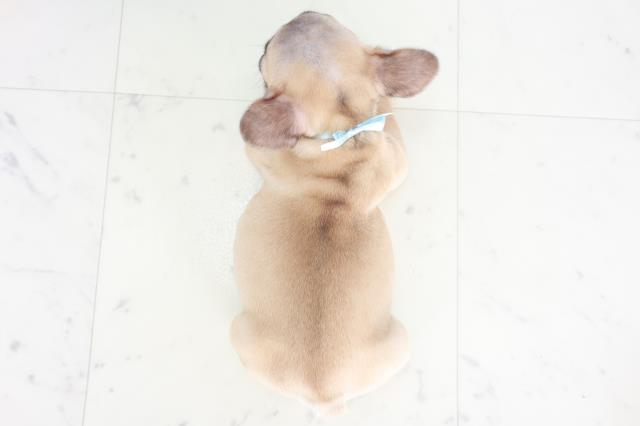 兵庫県のフレンチブルドッグ (Coo&RIKU神戸東灘店/2025年8月10日生まれ/男の子/フォーン)の子犬の4枚目の画像