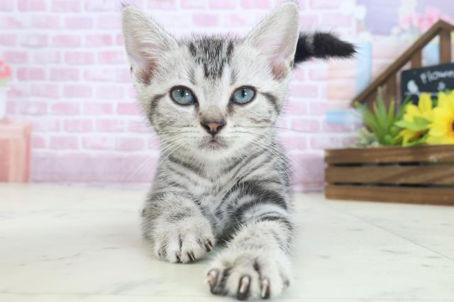 広島県のアメリカンショートヘアー (Coo&RIKU福山店/2025年8月9日生まれ/男の子/シルバータビー)の子猫の1枚目の画像