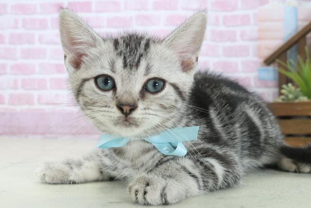 広島県のアメリカンショートヘアー (Coo&RIKU福山店/2025年8月9日生まれ/男の子/シルバータビー)の子猫の3枚目の画像