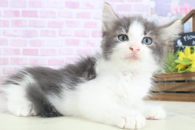 夢ねこ　ヴィーナス　ノルウェージャンフォレストキャット セガトイズ 夢ねこヴィーナス＜元箱 取説付き＞ノルウェージャン