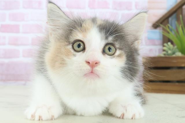 ノルウェージャン・フォレストキャット