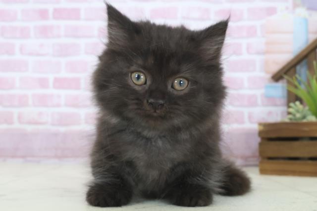 熊本県のマンチカン (Coo&RIKUカリーノ玉名店/2025年8月1日生まれ/男の子/ブラック)の子猫の1枚目の画像