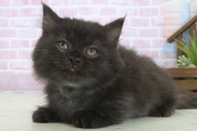 熊本県のマンチカン (Coo&RIKUカリーノ玉名店/2025年8月1日生まれ/男の子/ブラック)の子猫の3枚目の画像