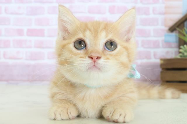 熊本県のマンチカン (Coo&RIKU熊本店/2025年8月1日生まれ/男の子/レッドタビー)の子猫