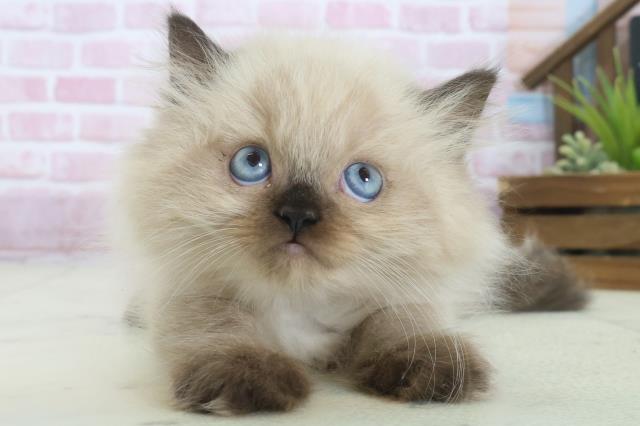 福岡県のヒマラヤン (Coo&RIKUフォレストシティ春日店/2025年8月4日生まれ/男の子/シールポイント)の子猫