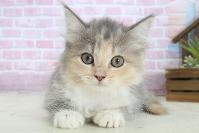 福岡県のサイベリアン (Coo&RIKUフォレストシティ春日店/2025年7月23日生まれ/女の子/ブルーパッチドタビーホワイト)の子猫の1枚目の画像