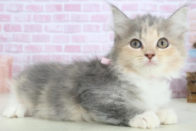 福岡県のサイベリアン (Coo&RIKUフォレストシティ春日店/2025年7月23日生まれ/女の子/ブルーパッチドタビーホワイト)の子猫の2枚目の画像