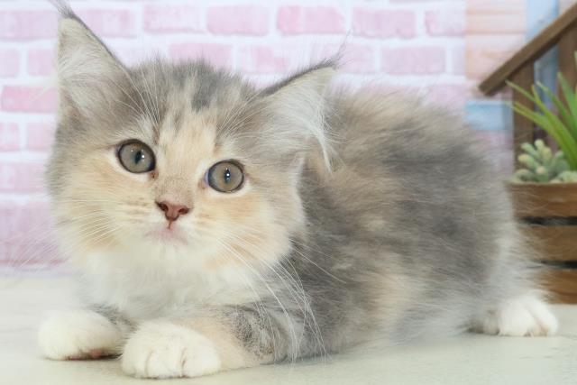 福岡県のサイベリアン (Coo&RIKUフォレストシティ春日店/2025年7月23日生まれ/女の子/ブルーパッチドタビーホワイト)の子猫の3枚目の画像