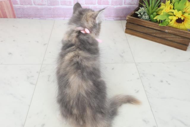 福岡県のサイベリアン (Coo&RIKUフォレストシティ春日店/2025年7月23日生まれ/女の子/ブルーパッチドタビーホワイト)の子猫の4枚目の画像