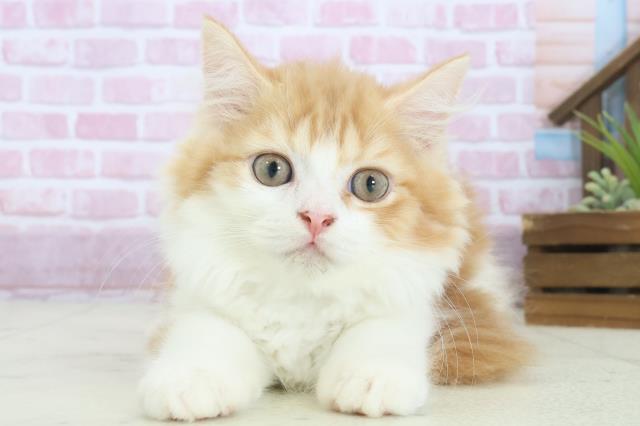 福岡県のラガマフィン (Coo&RIKU小倉店/2025年7月21日生まれ/男の子/レッドタビーホワイト)の子猫の1枚目の画像