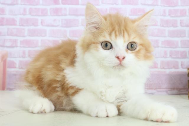 福岡県のラガマフィン (Coo&RIKU小倉店/2025年7月21日生まれ/男の子/レッドタビーホワイト)の子猫の2枚目の画像