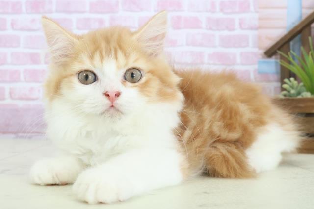 福岡県のラガマフィン (Coo&RIKU小倉店/2025年7月21日生まれ/男の子/レッドタビーホワイト)の子猫の3枚目の画像