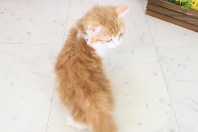 福岡県のラガマフィン (Coo&RIKU小倉店/2025年7月21日生まれ/男の子/レッドタビーホワイト)の子猫の4枚目の画像