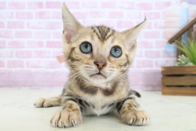 宮崎県のベンガル (Coo&RIKU宮崎店/2025年8月6日生まれ/女の子/ブラウンスポットタビー)の子猫の1枚目の画像