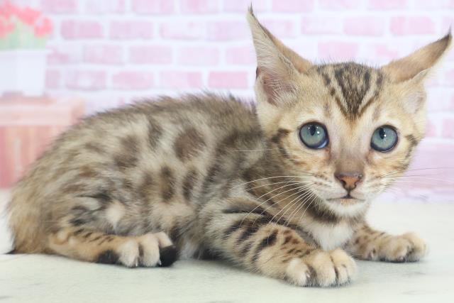 宮崎県のベンガル (Coo&RIKU宮崎店/2025年8月6日生まれ/女の子/ブラウンスポットタビー)の子猫の2枚目の画像