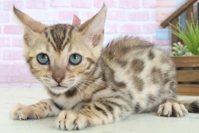 宮崎県のベンガル (Coo&RIKU宮崎店/2025年8月6日生まれ/女の子/ブラウンスポットタビー)の子猫の3枚目の画像
