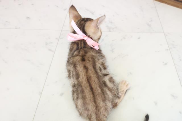 宮崎県のベンガル (Coo&RIKU宮崎店/2025年8月6日生まれ/女の子/ブラウンスポットタビー)の子猫の4枚目の画像